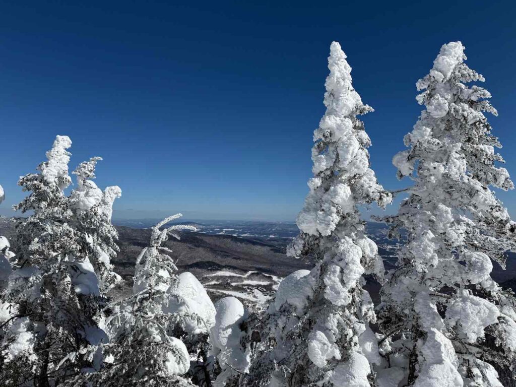 Beautiful snowy trees on a Cleveland Fagowees ski trip